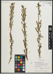 Foto von Salix myrtillifolia Anderson
